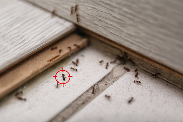 Best Exterminator Services  in Lincolnia, VA