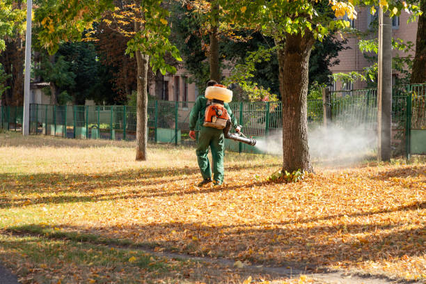 Best Termite Control Services  in Lincolnia, VA